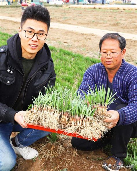 韭菜種植日照|韭菜啥時候種植和移栽？有什麼方法和技巧？記住幾點越長越粗壯。